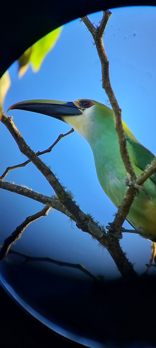 Northern Emerald-Toucanet (Wagler's) - ML397381411