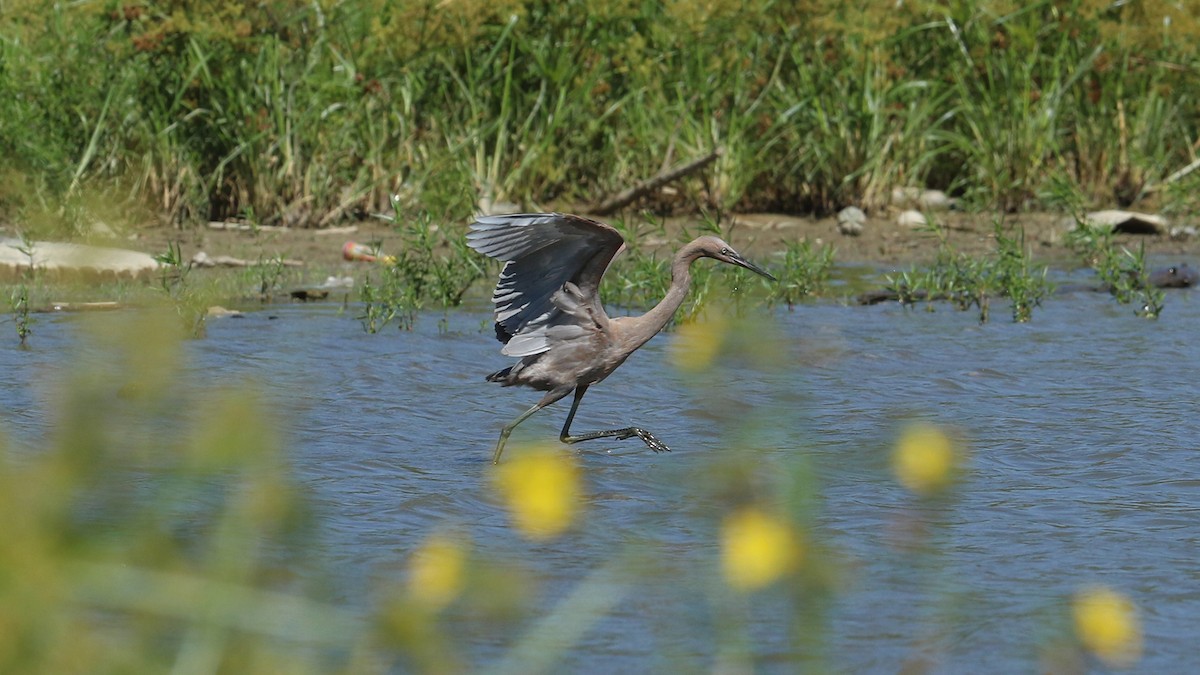 Reddish Egret - ML397381481