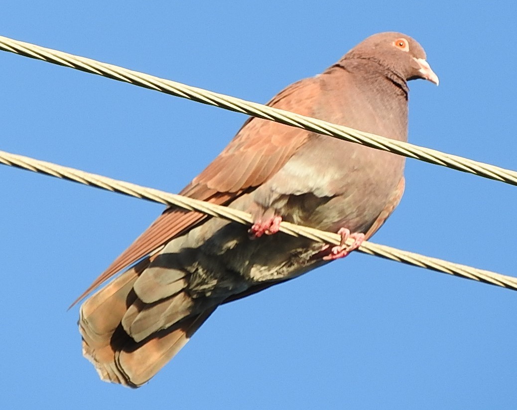 Rock Pigeon (Feral Pigeon) - ML397381551