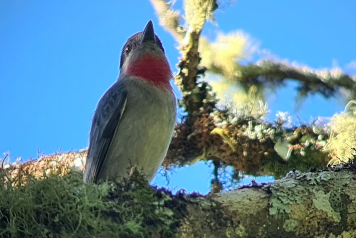 Rose-throated Becard - ML397381621