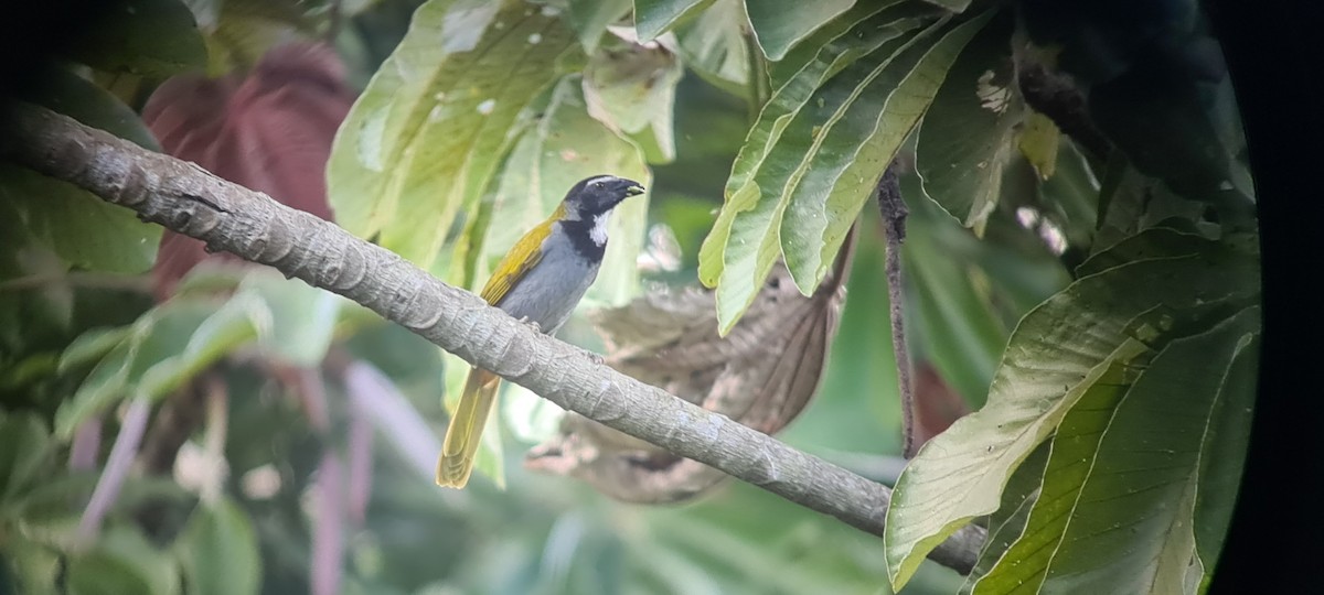 Black-headed Saltator - ML397381881
