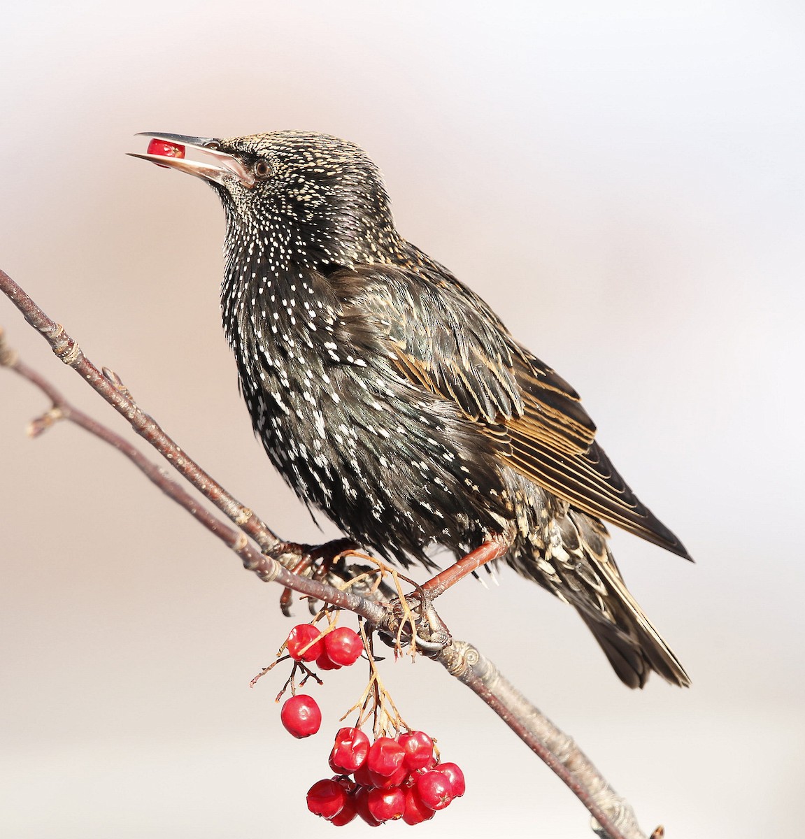 European Starling - ML397381951