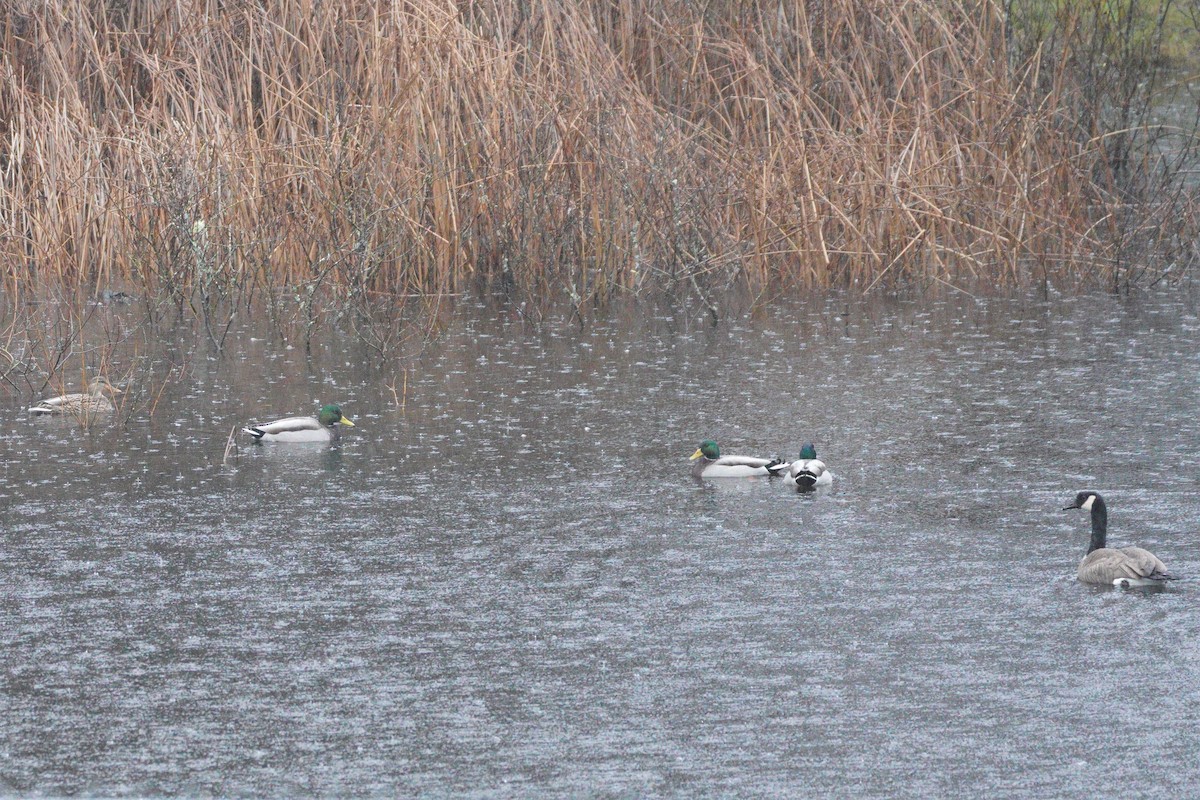 Mallard - ML397382251