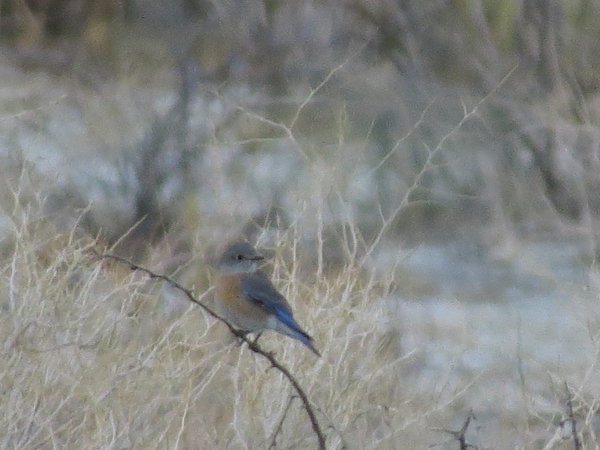 Western Bluebird - ML397382301