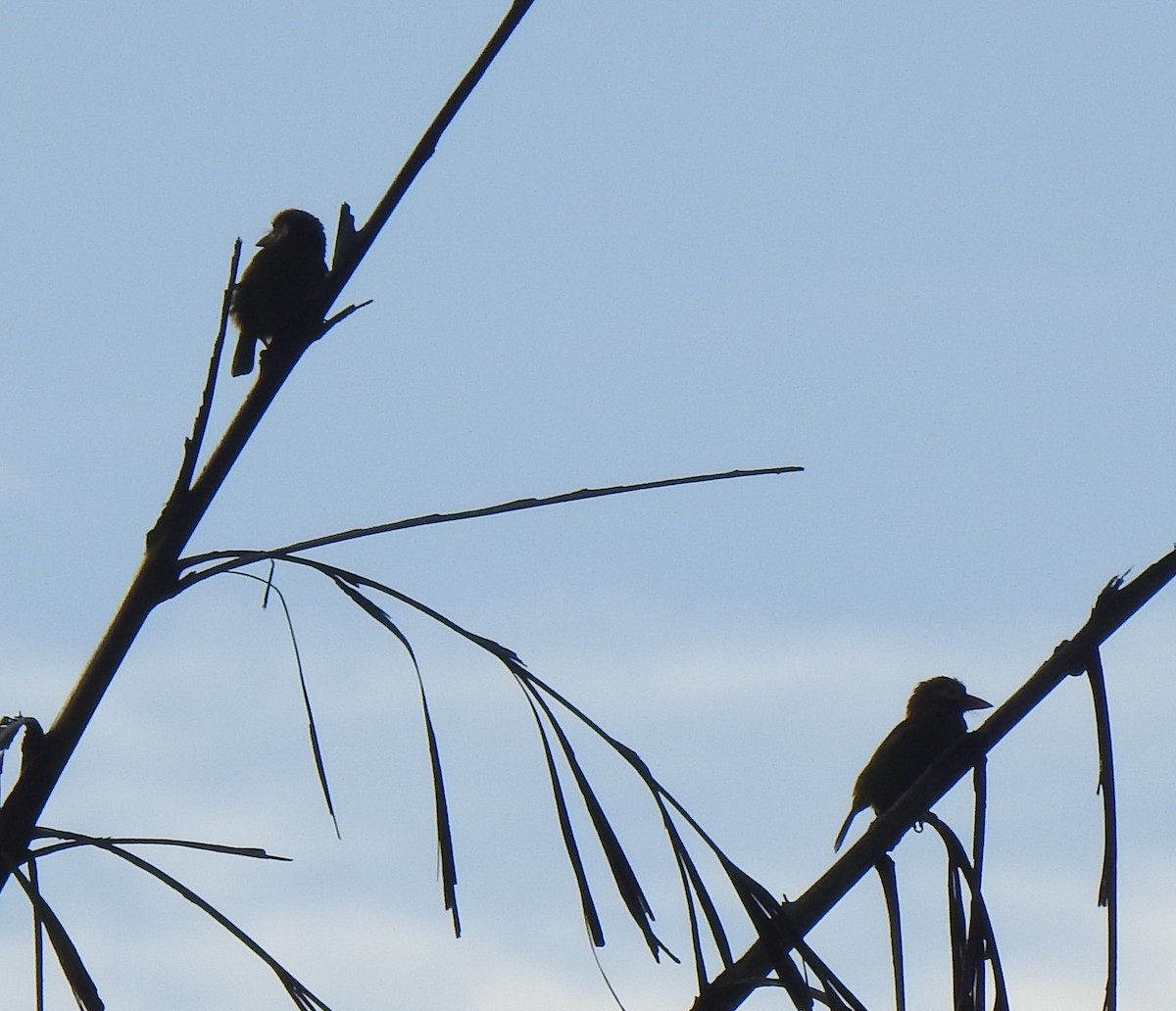 Kahverengi Başlı Barbet - ML397382701