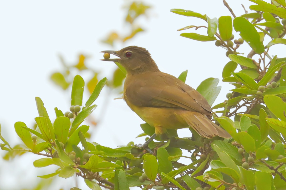 Yellow-bellied Greenbul - James Kashangaki