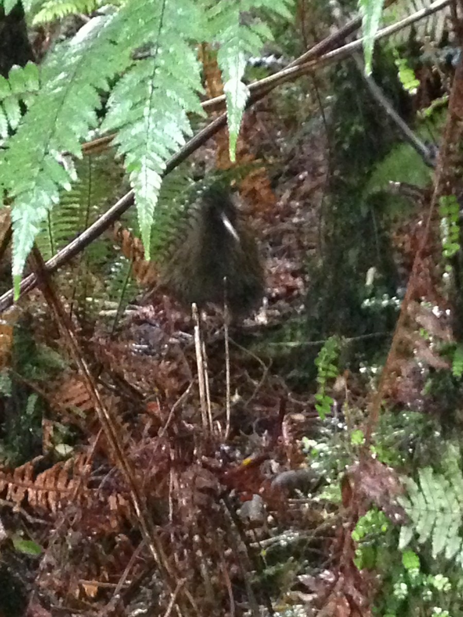 Southern Brown Kiwi - ML397383871