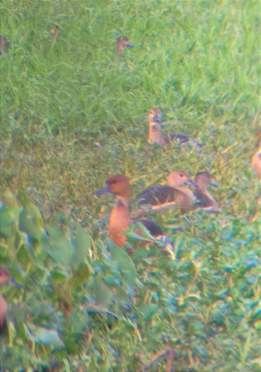 Fulvous Whistling-Duck - ML397383911