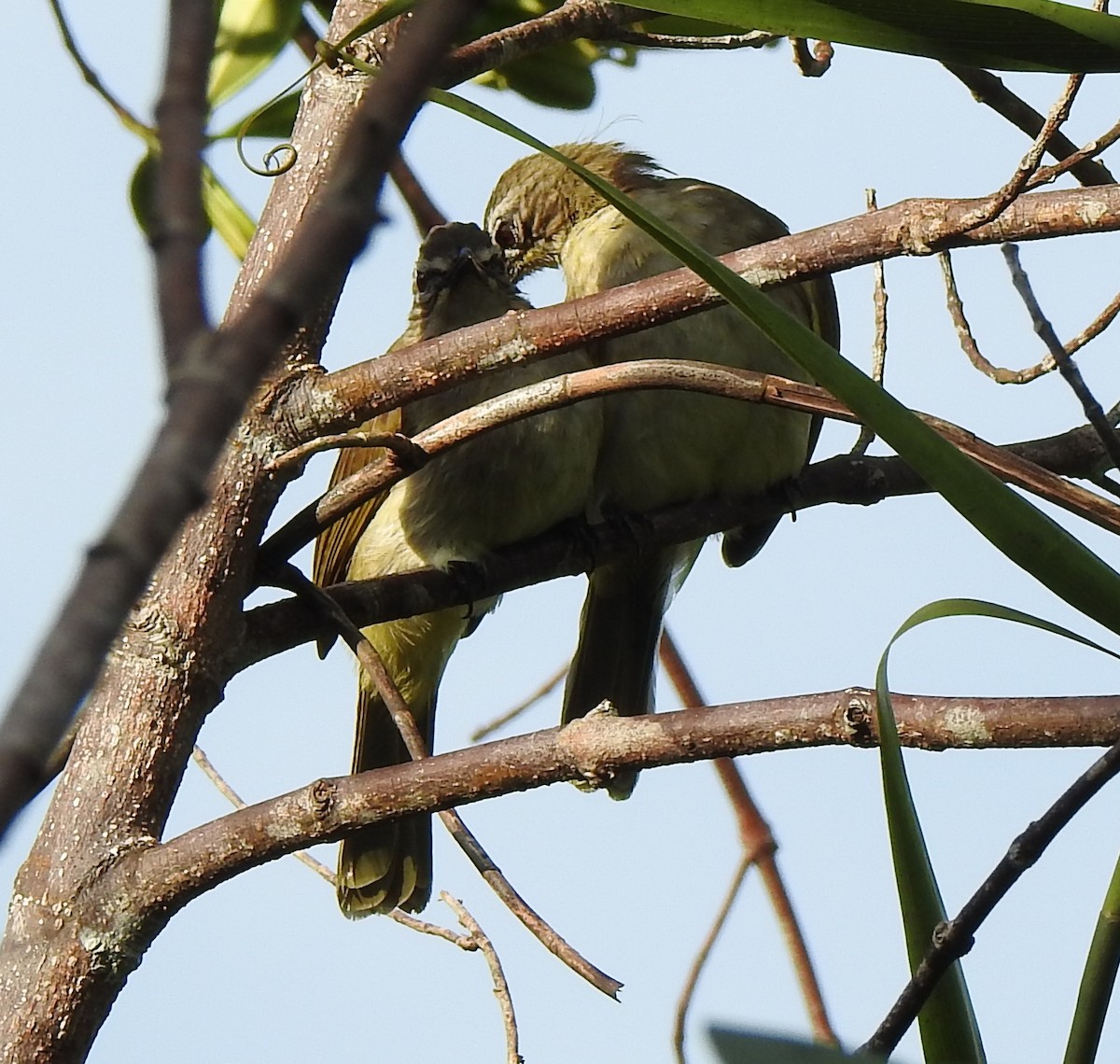 Bulbul à sourcils blancs - ML397383921