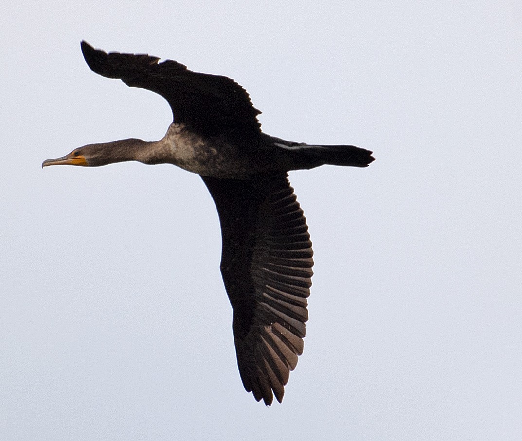 Double-crested Cormorant - Kenneth Butler