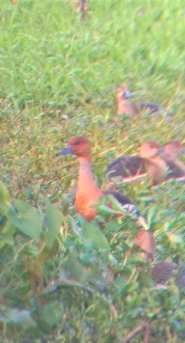 Fulvous Whistling-Duck - ML397383961