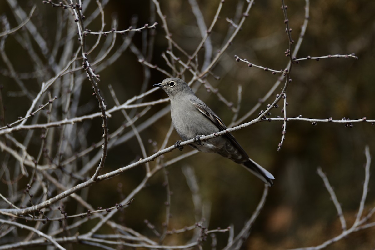 Solitario Norteño - ML397384571