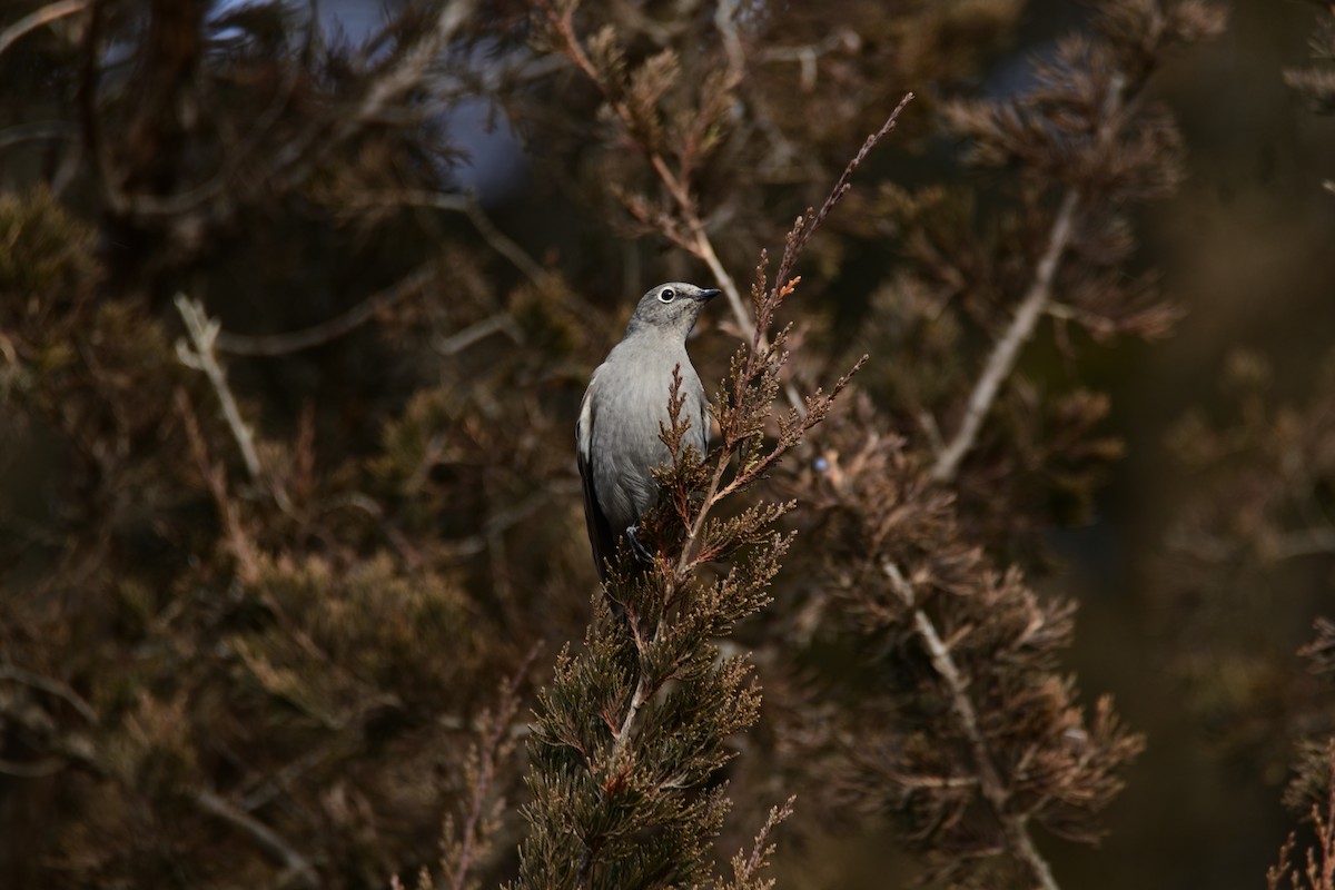 Townsend's Solitaire - ML397384631