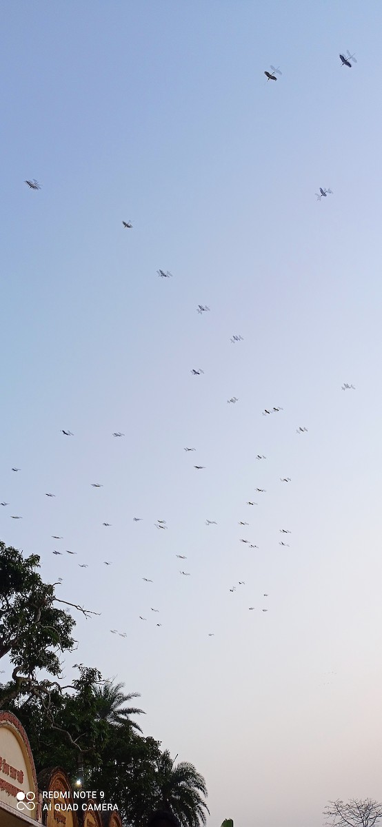 Asian Openbill - ML397384771