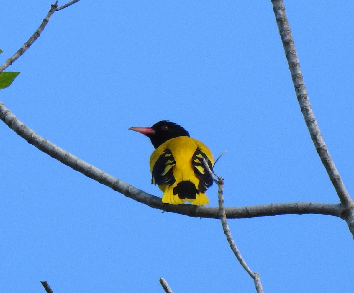 Black-hooded Oriole - ML397384861