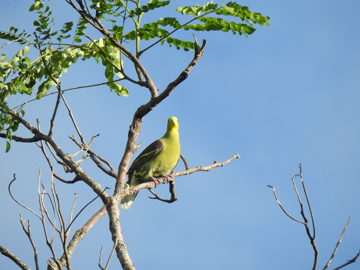 Sri Lanka Green-Pigeon - Rama M V