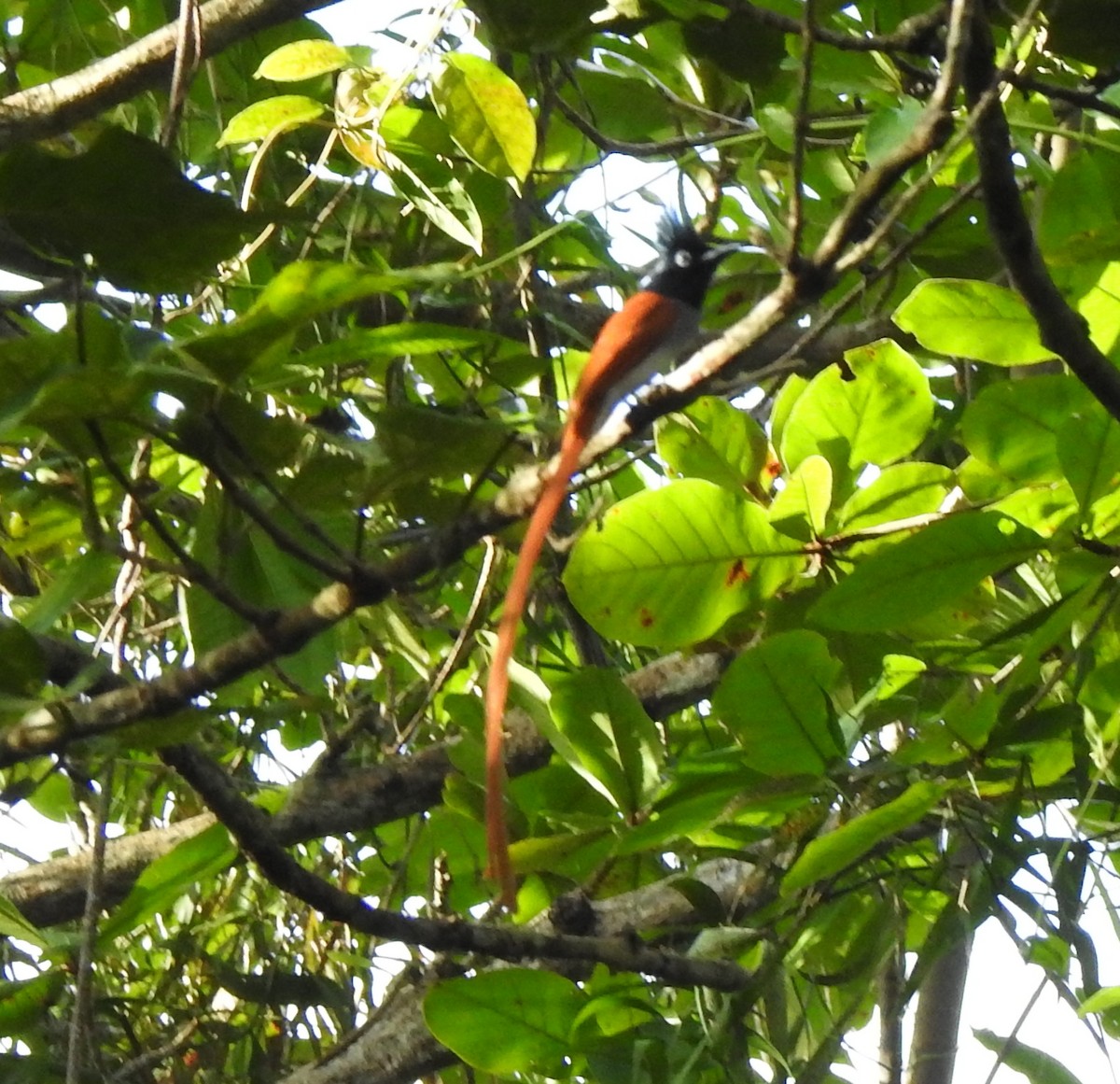 Indian Paradise-Flycatcher - ML397385901