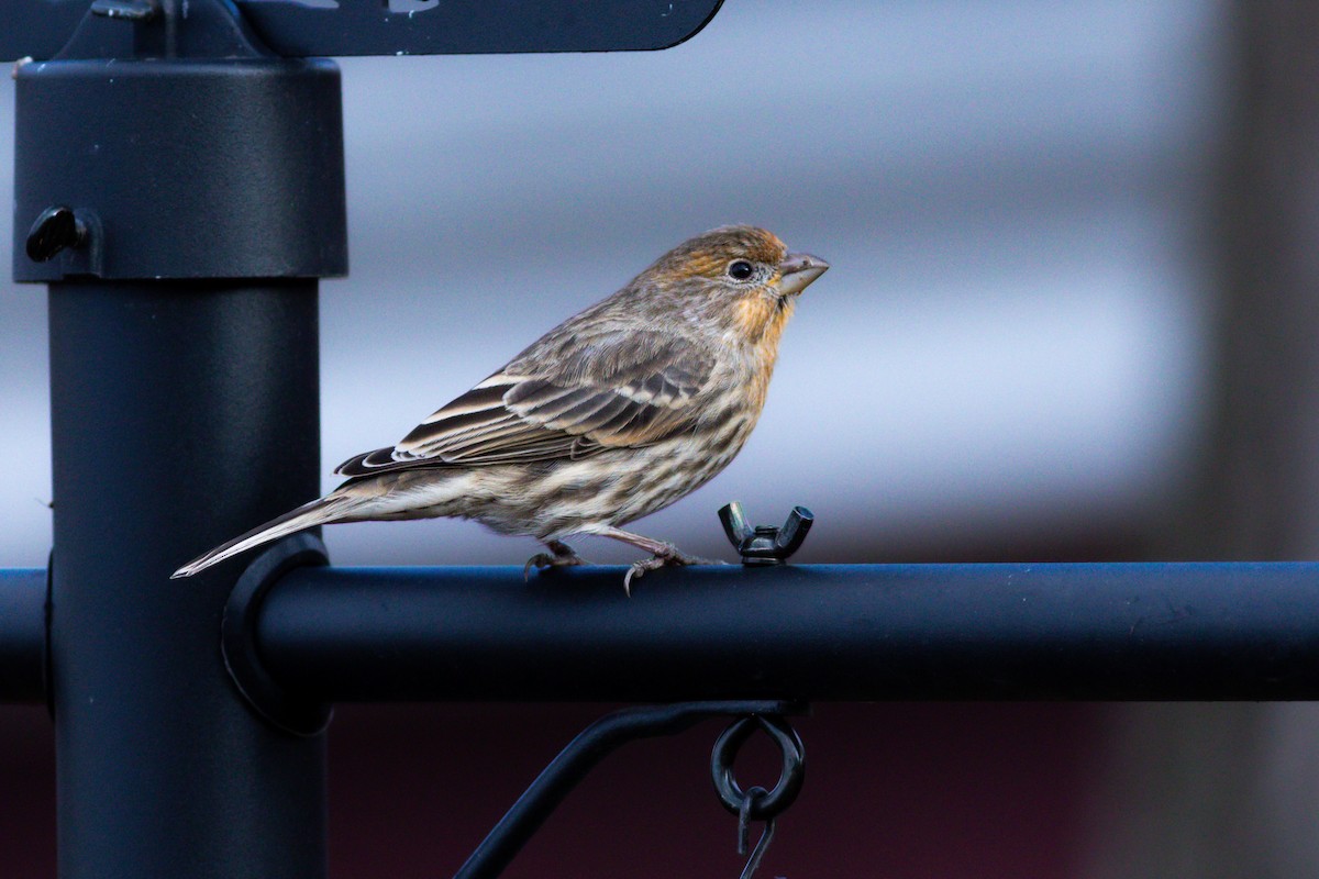 House Finch - ML397386691