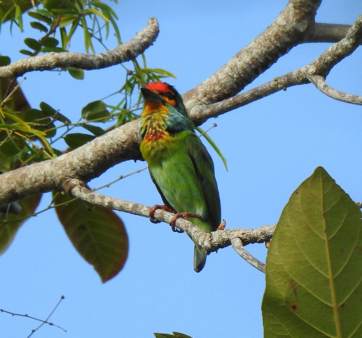 Crimson-fronted Barbet - ML397386841