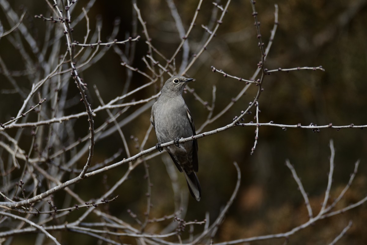 Solitario Norteño - ML397387061