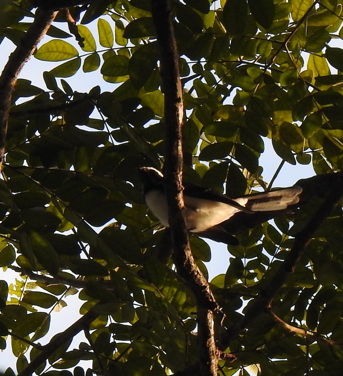 White-browed Fantail - Rama M V