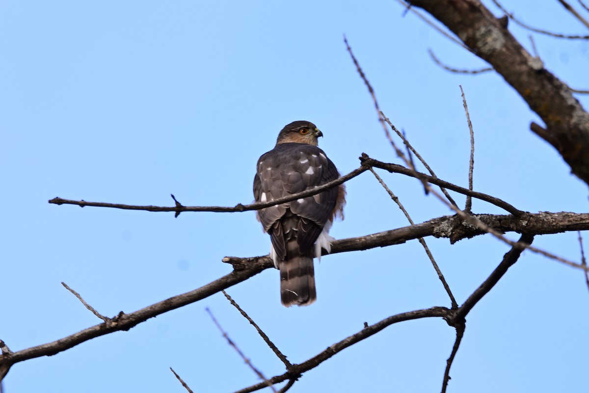 Sharp-shinned Hawk - ML397387381