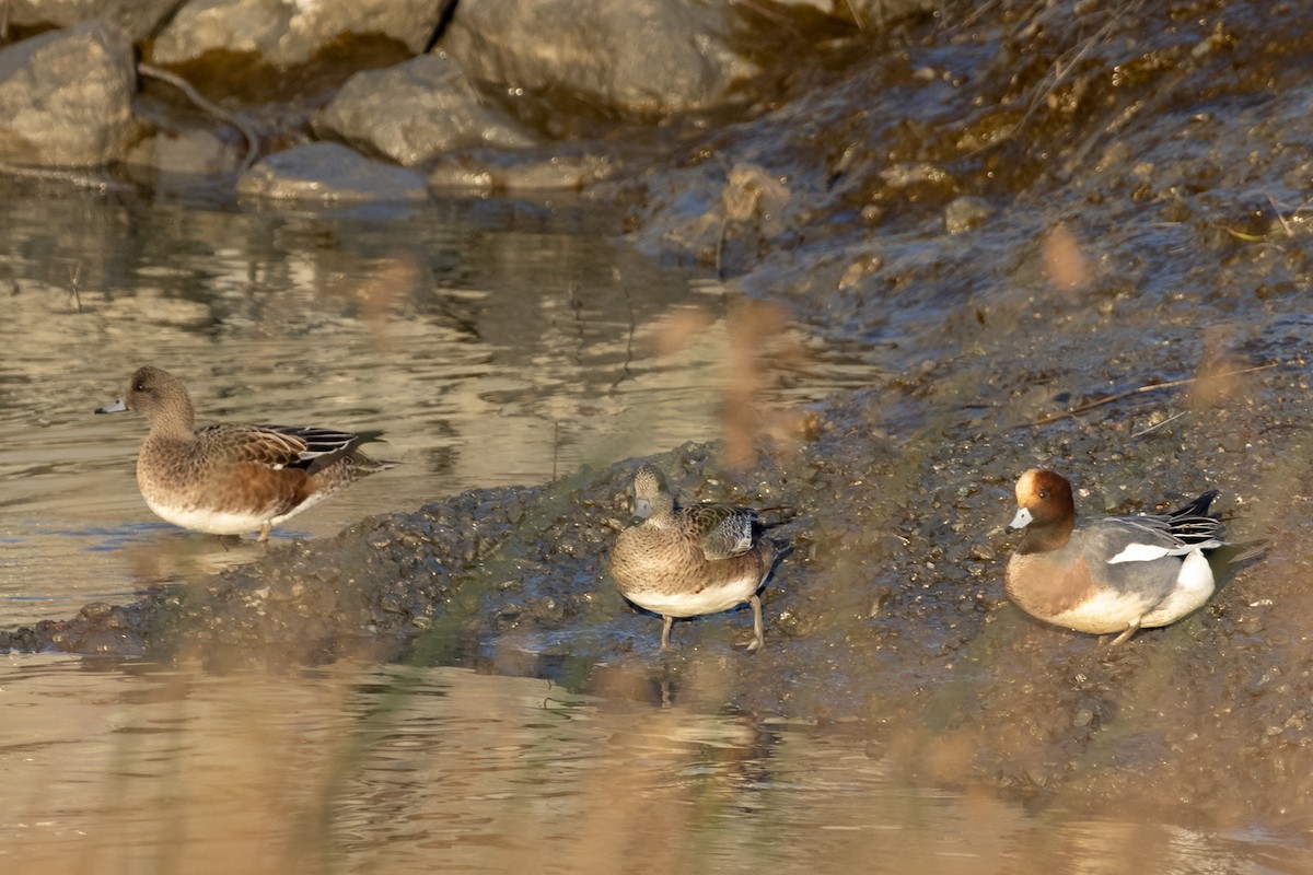 Eurasian Wigeon - ML397387421