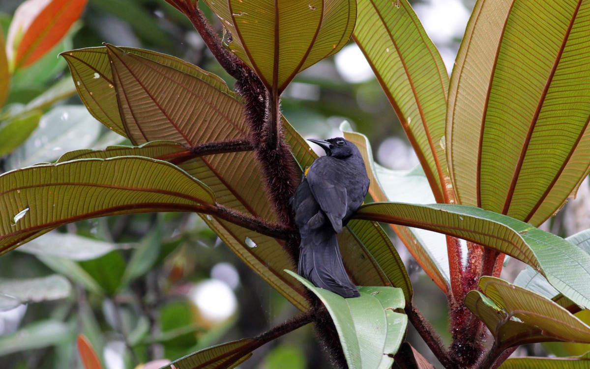 Golden-tufted Grackle - ML39738811