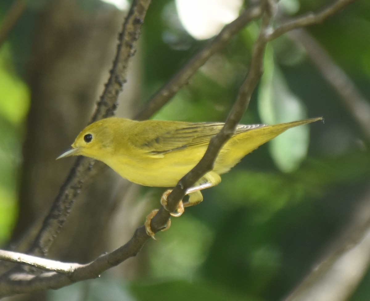 Yellow Warbler - ML397388901