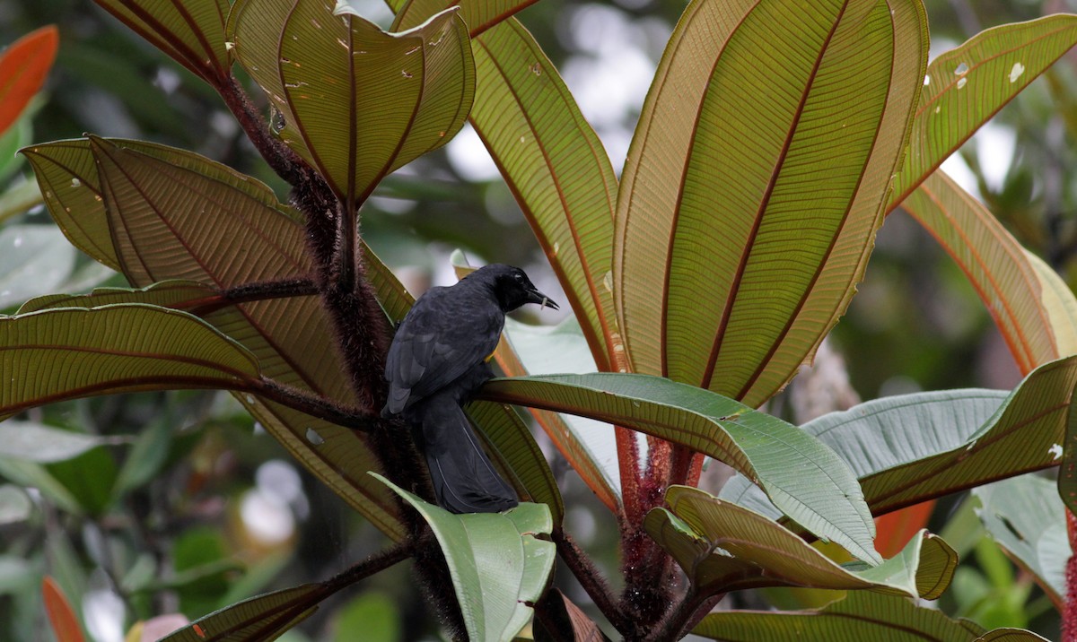 Golden-tufted Grackle - ML39738891