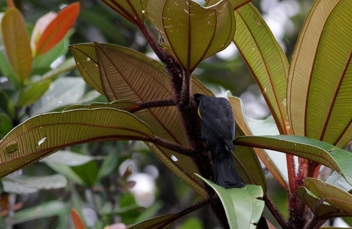 Golden-tufted Grackle - ML39738921