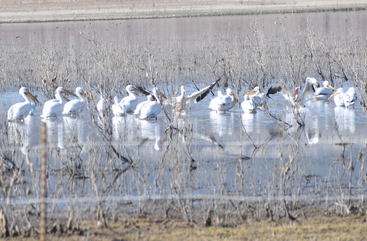 American White Pelican - ML397389501