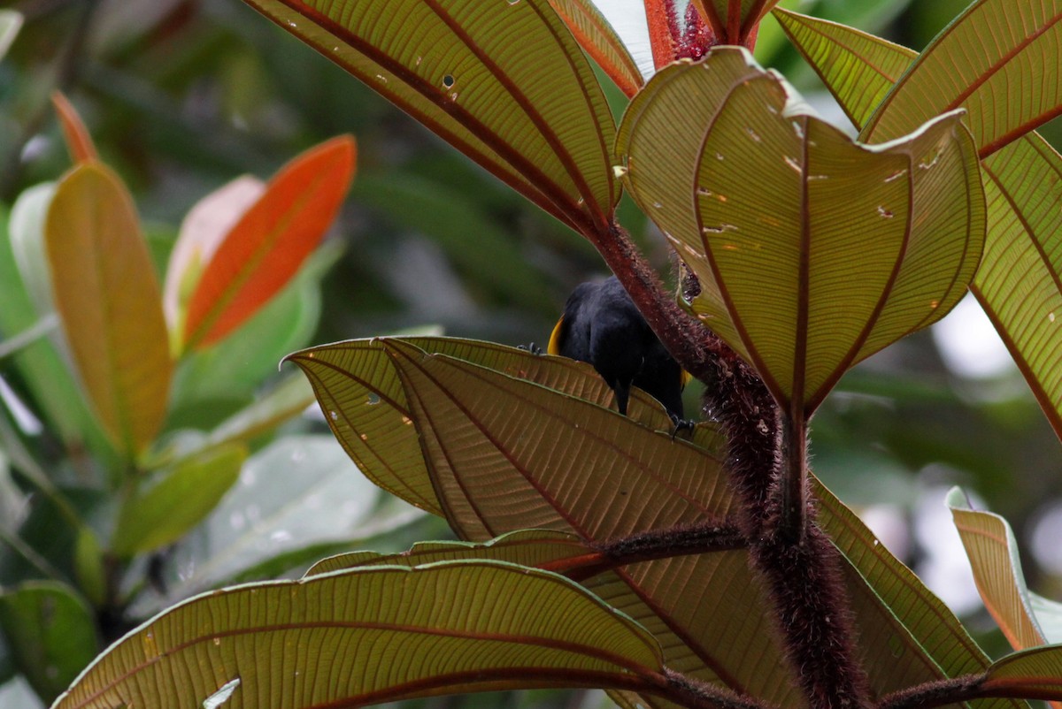 Golden-tufted Grackle - Jay McGowan