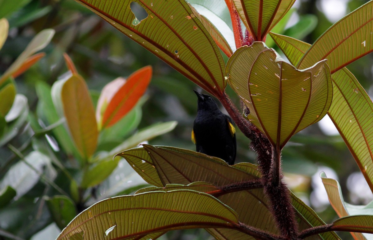 Golden-tufted Grackle - ML39738961