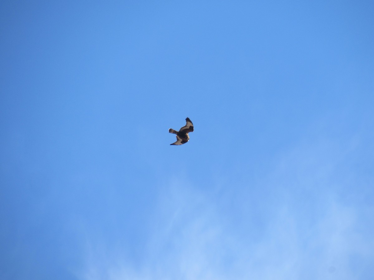 Rough-legged Hawk - ML397389801