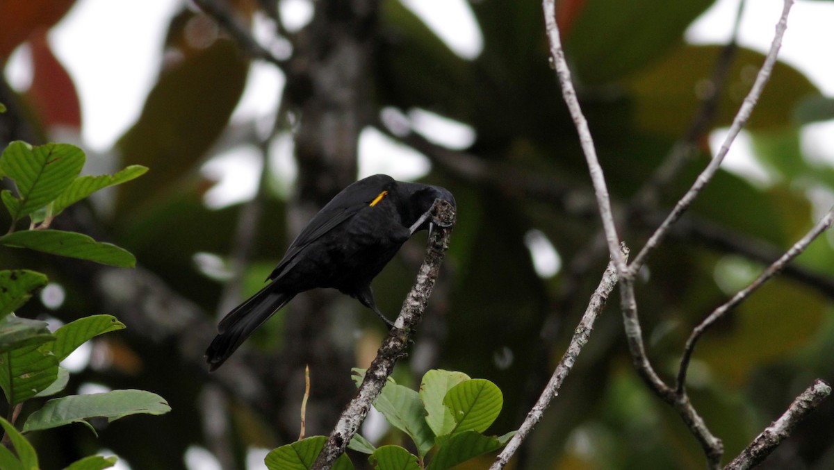 Golden-tufted Grackle - ML39739001