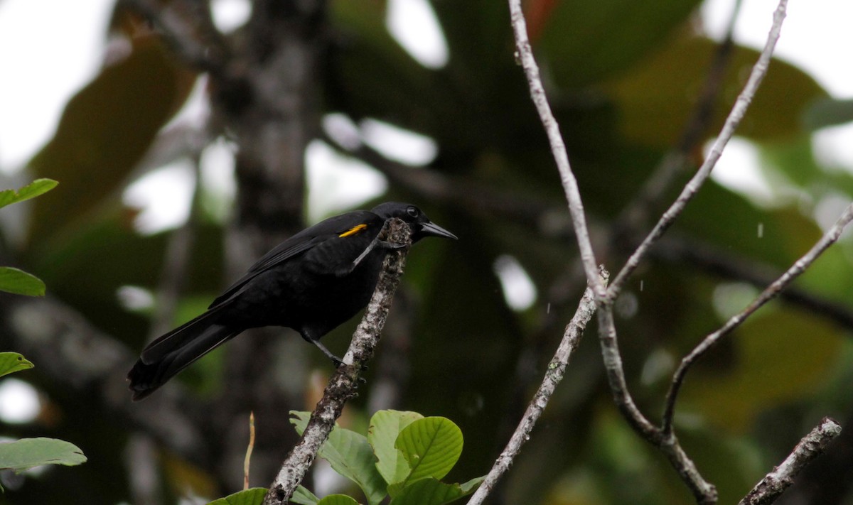 Golden-tufted Grackle - Jay McGowan