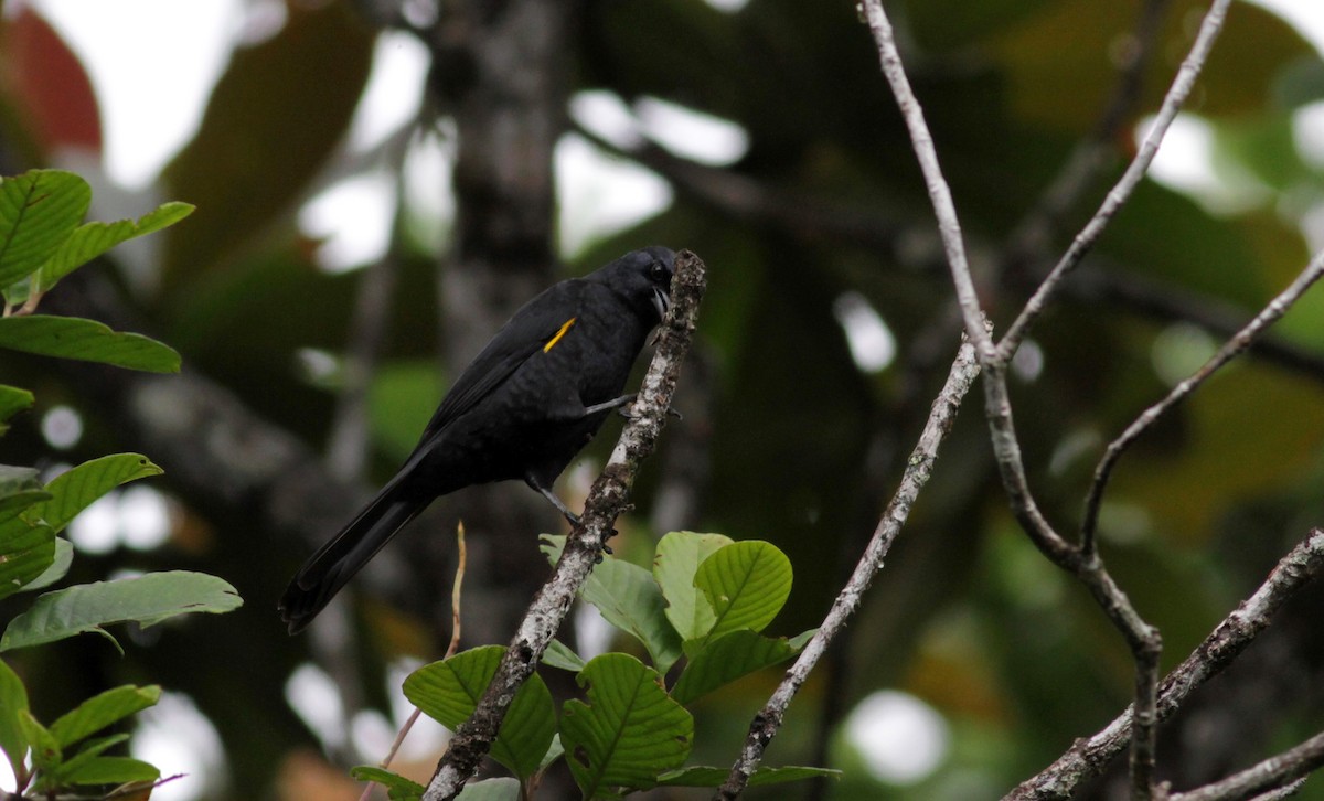 Golden-tufted Grackle - Jay McGowan