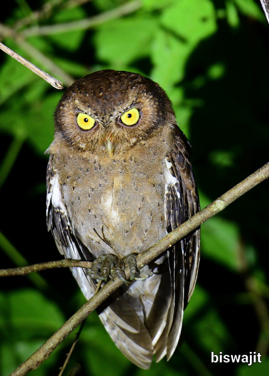 Andaman Scops-Owl - ML397390601