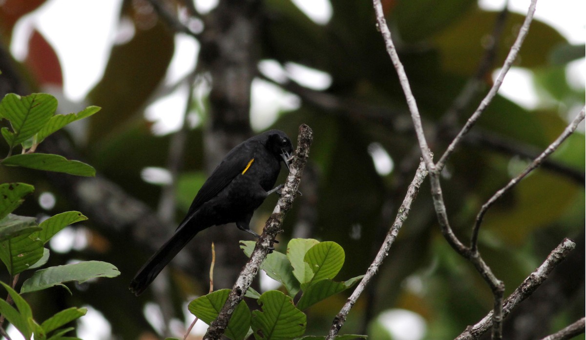 Golden-tufted Grackle - ML39739071