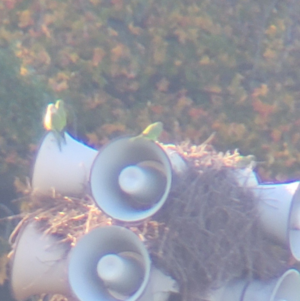 Monk Parakeet - ML397391591