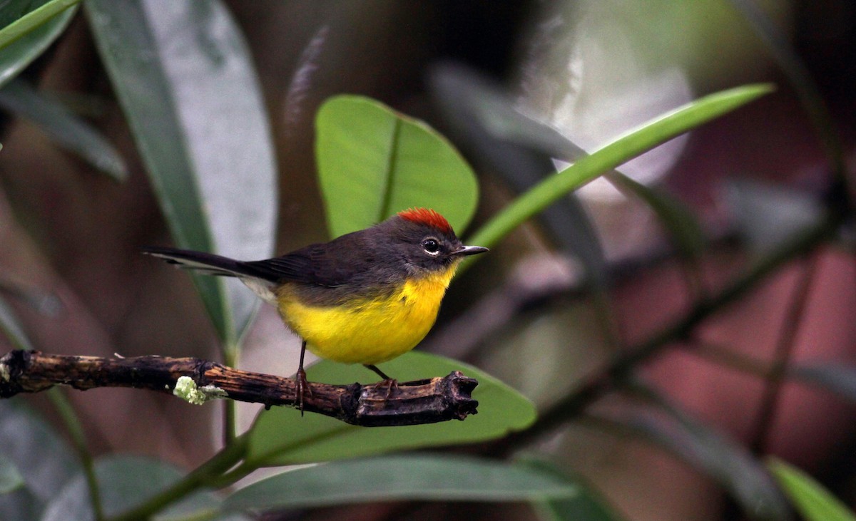 Tepui Redstart - Jay McGowan