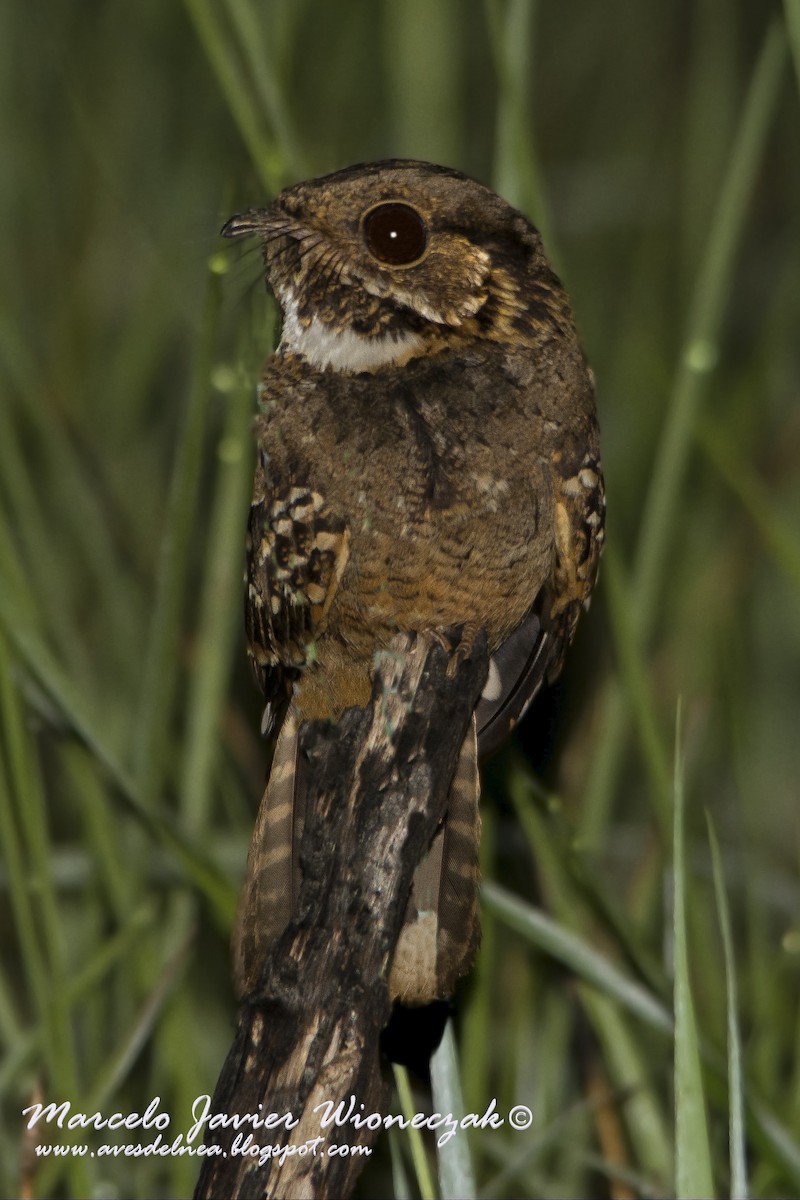 Little Nightjar - ML39739371