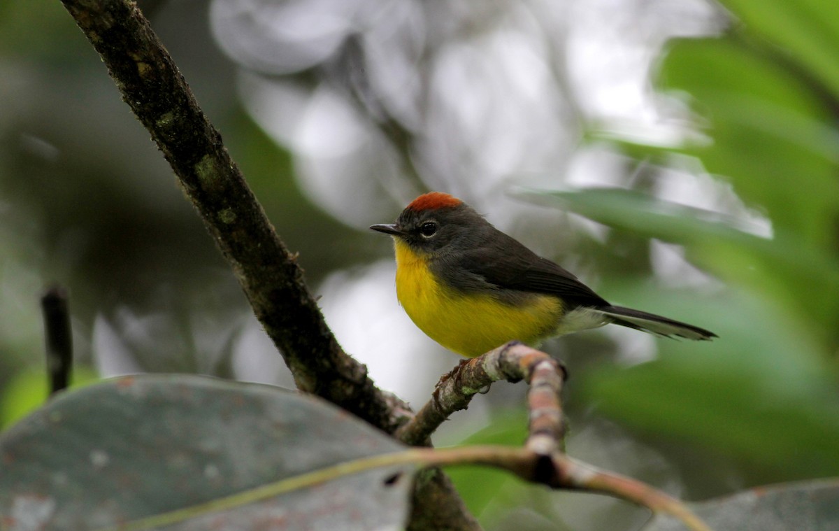 Tepui Redstart - Jay McGowan