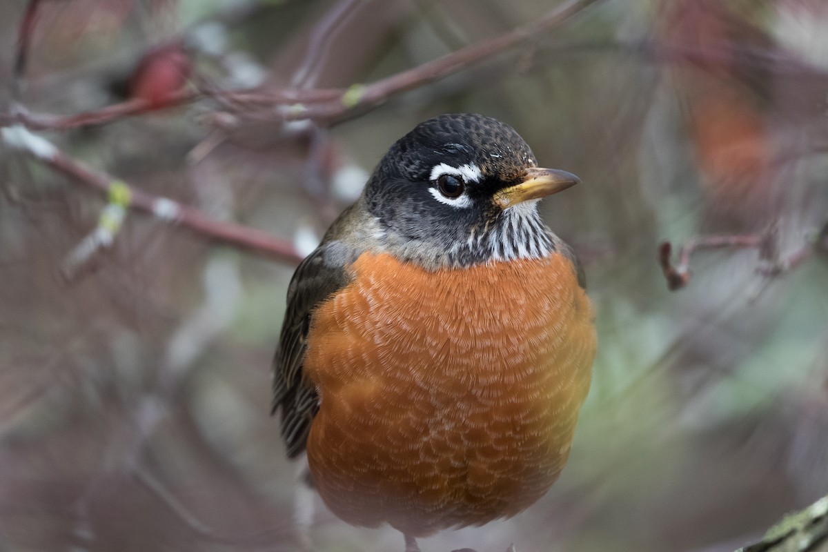 American Robin - Steve Juhasz