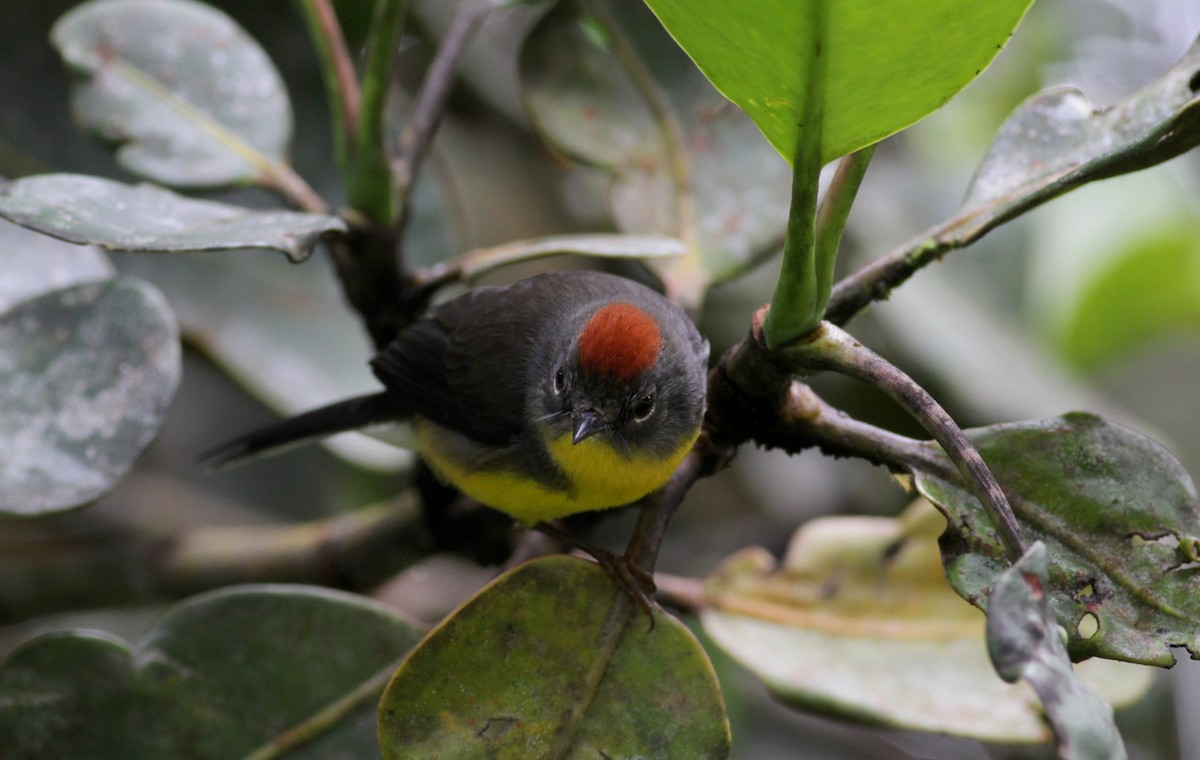 Tepui Redstart - Jay McGowan