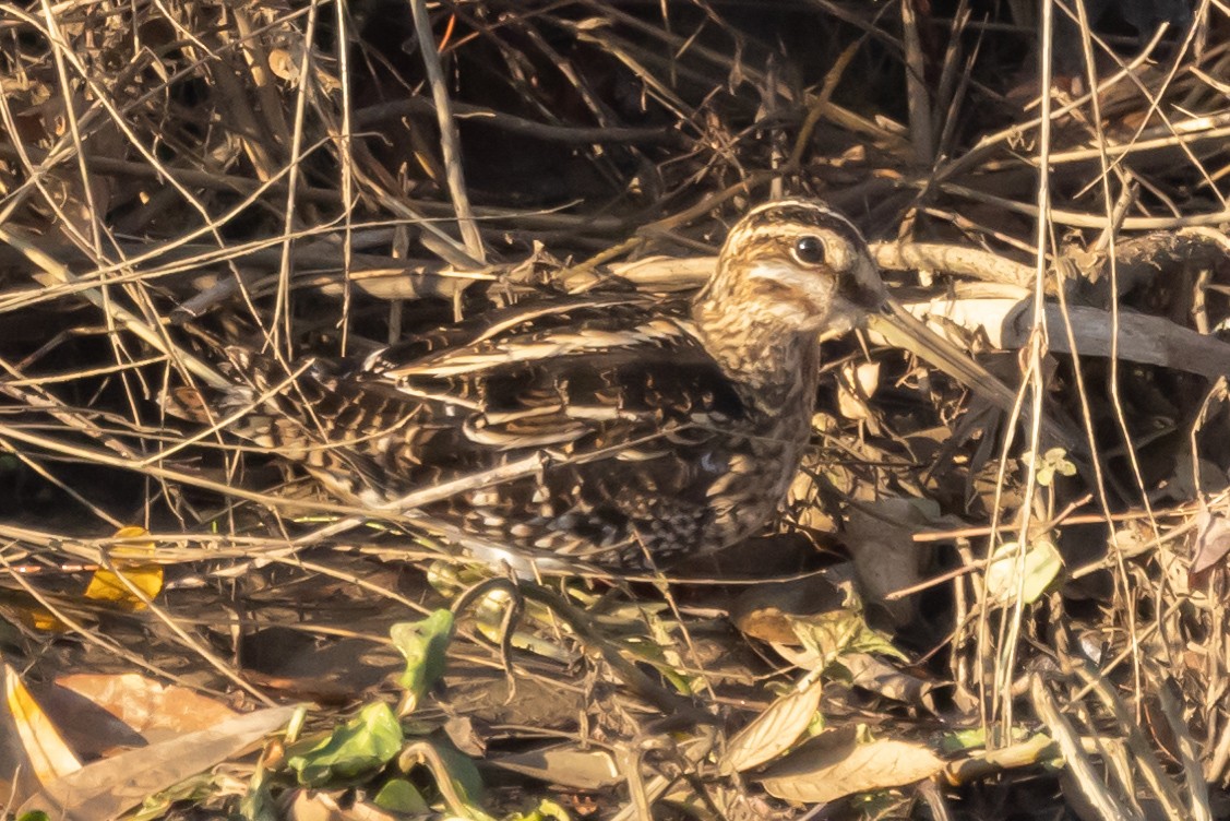 Wilson's Snipe - ML397395681