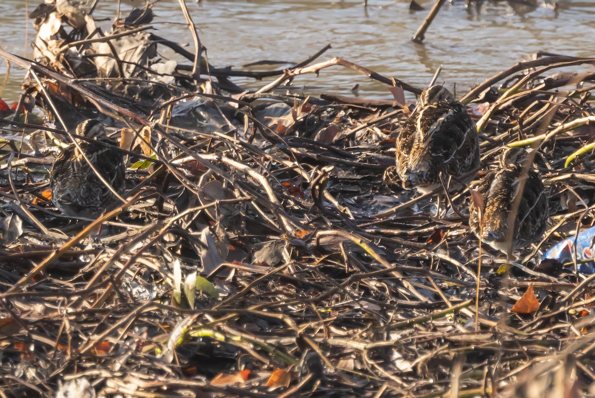 Wilson's Snipe - ML397395701