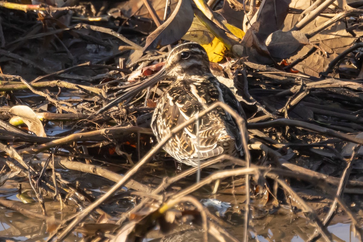 Wilson's Snipe - ML397395721