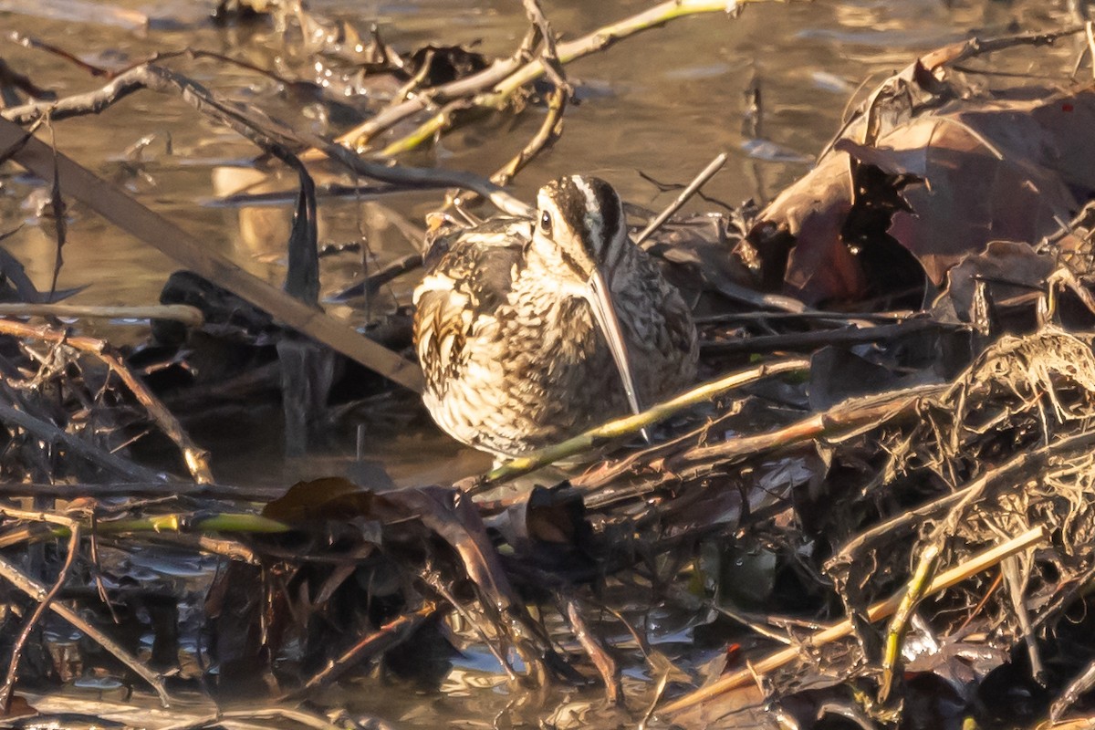 Wilson's Snipe - ML397395731